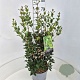 Osmanthus heterophyllus 60-80 cm 10L