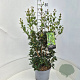 Osmanthus heterophyllus 60-80 cm 10L