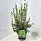 Osmanthus heterophyllus 60-80 cm 10L