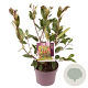 Photinia fraseri 'Red Robin' 30-40 cm 5,0L