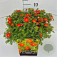 Potentilla f. 'Red Ace' 30-40 cm 10L