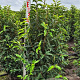 Prunus l. 'Angustifolia' 100-125 cm met kluit extra