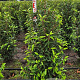 Prunus l. 'Angustifolia' 100-125 cm met kluit extra