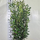 Prunus l. Elly 120-140 cm met kluit