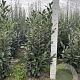 Prunus l. Elly 120-140 cm met kluit