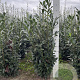 Prunus l. Elly 140-160 cm met kluit