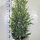 Prunus l. Elly 160-180 cm met kluit