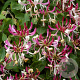 Lonicera periclymenum GM P9 autochtoon