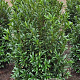 Prunus l. Sofia 100-120 cm met kluit extra