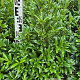 Prunus l. Sofia 50-60 cm met kluit
