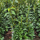 Prunus l. Genolia 140-160 cm met kluit
