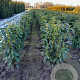 Prunus l. Genolia 160-180 cm met kluit