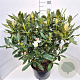 Rhododendron 'Cunningham's White' 70-90 cm 15L