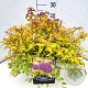Spiraea jap. 'Goldflame' 40-50 cm 10L