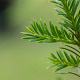 Taxus baccata 40 cm met kluit bol