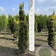 Taxus b. 'David' 60-80 cm met kluit