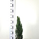 Taxus b. 'Fastigiata Robusta' 60-80 cm met kluit