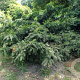 Taxus b. 'Repandens' 40-60 cm 12L