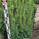 Taxus media 'Hicksii' 100-120 cm met kluit