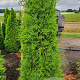 Thuja occ. 'Brabant' 175-200 cm met kluit verplant