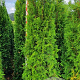 Thuja occ. 'Brabant' 175-200 cm met kluit verplant