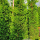 Thuja occ. 'Brabant' 175-200 cm met kluit verplant
