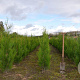 Thuja pl. 'Atrovirens' 100-125 cm met kluit