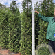 Thuja pl. 'Excelsa' 225-250 cm met kluit