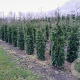 Thuja pl. 'Excelsa' 225-250 cm met kluit