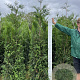 Thuja pl. 'Martin' 200-225 cm met kluit