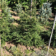 Tsuga canadensis 100-120 cm met kluit