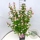 Weigela 'Rosea' 80-100 cm 10L