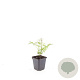 Sorbaria sorbif. 'Sem' GM P9