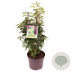 Prunus l. 'Angustifolia' 40-45 cm 7,5L