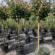 Photinia fraseri 'Red Robin' halfstam 18L
