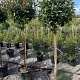 Photinia fraseri 'Red Robin' halfstam 18L