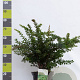 Berberis thunbergii 40-60 cm 7,5L