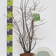Berberis thunbergii 40-60 cm 7,5L