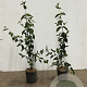 Cornus mas 60-80 cm 2,5L