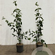 Cornus mas 60-80 cm 2,5L