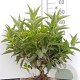 Diervilla sessilif. 'Butterfly' 40-60 cm wortelgoed 0/1/1 2-3 tak