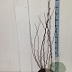 Cercis siliquastrum 100-125 cm met kluit