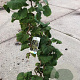 Corylus a. 'Contorta' 60-80 cm met kluit