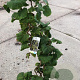 Corylus a. 'Contorta' 60-80 cm met kluit