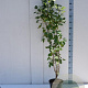 Cotinus coggygria 100-125 cm met kluit