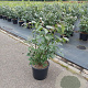 Euonymus alat. 'Compactus' 50-60 cm 7,5L