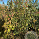 Euonymus europaeus 'Red Cascade' 150-175 cm met kluit
