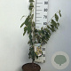 Hamamelis int. 'Arnold Promise' 60-80 cm 7,5L