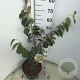 Hamamelis int. 'Arnold Promise' 60-80 cm 7,5L