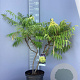 Rhus typhina Tiger Eyes 80-100 cm 10L